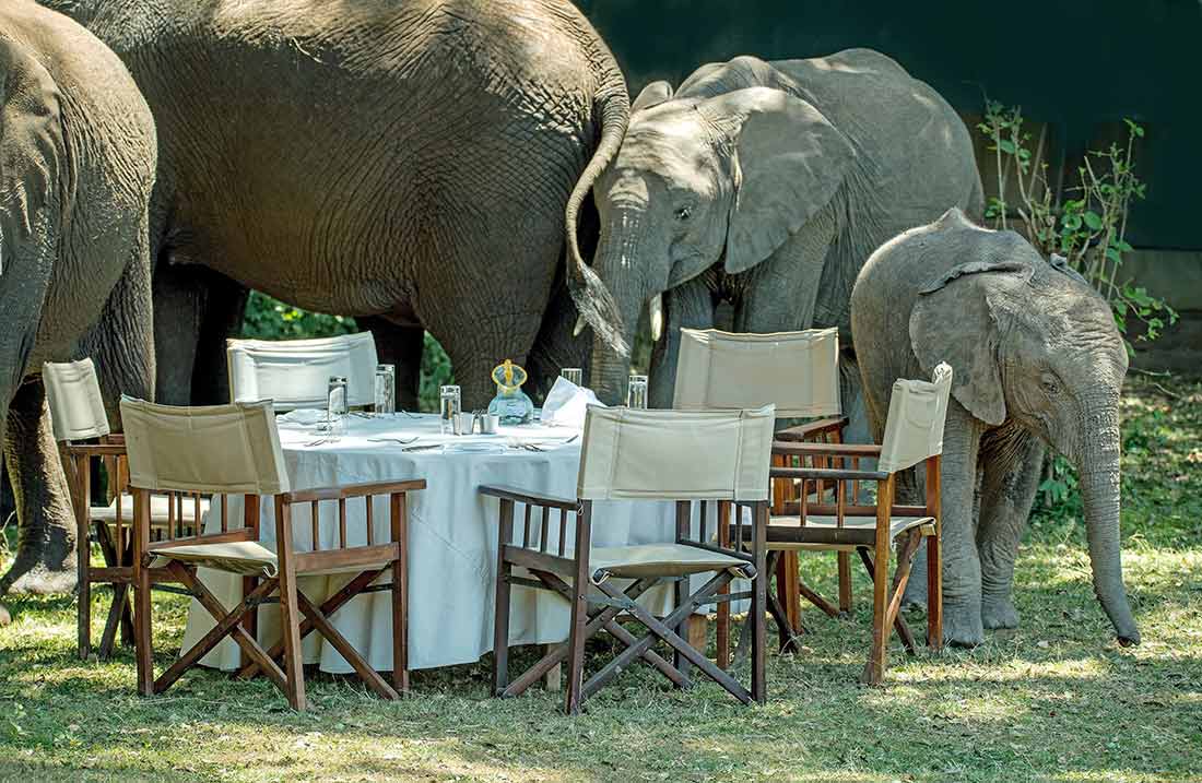 Sicura di non avere un elefante nella stanza?